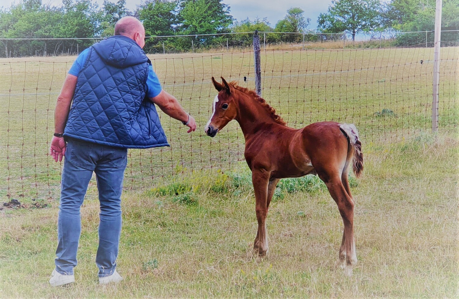 straight Egyptian Arabian stallion, blue list, abbeyan