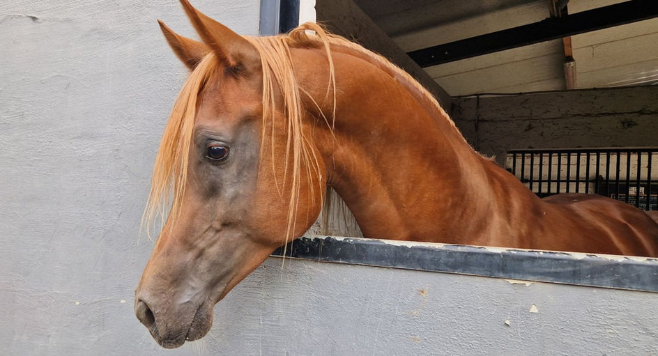 straight Egyptian Arabian stallion