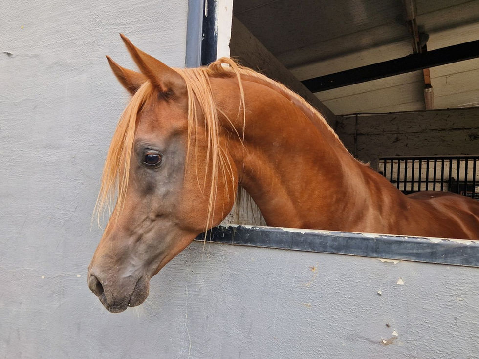 straight Egyptian Arabian stallion