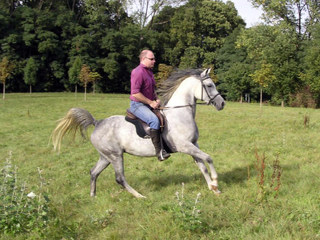 Ridden Arab mare for sale