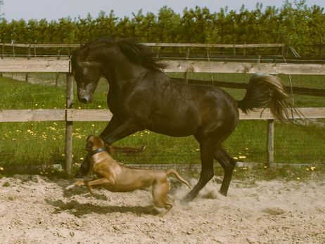 Kadir (Vashara Chamal x Salome XI)