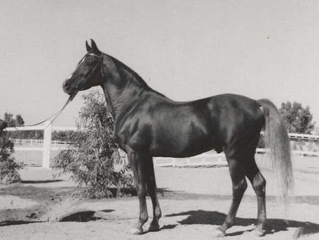 Wat is een woestijn-Arabier?