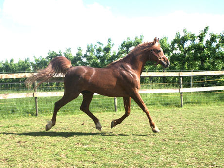 Rein ägyptische Vollblutaraber zu verkaufen