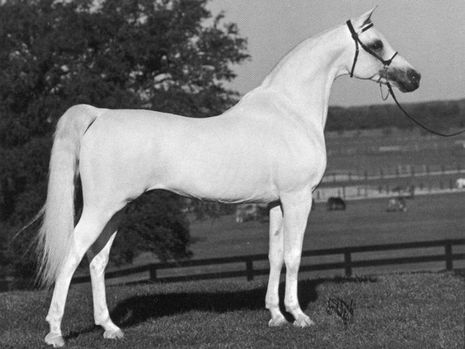 Wat is een “Blue List” Arabier?