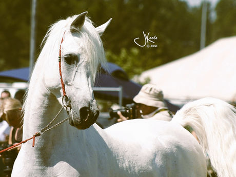 Letztes Gefriersperma von La Mirage