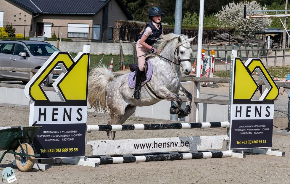 straight Egyptian Arabian mare