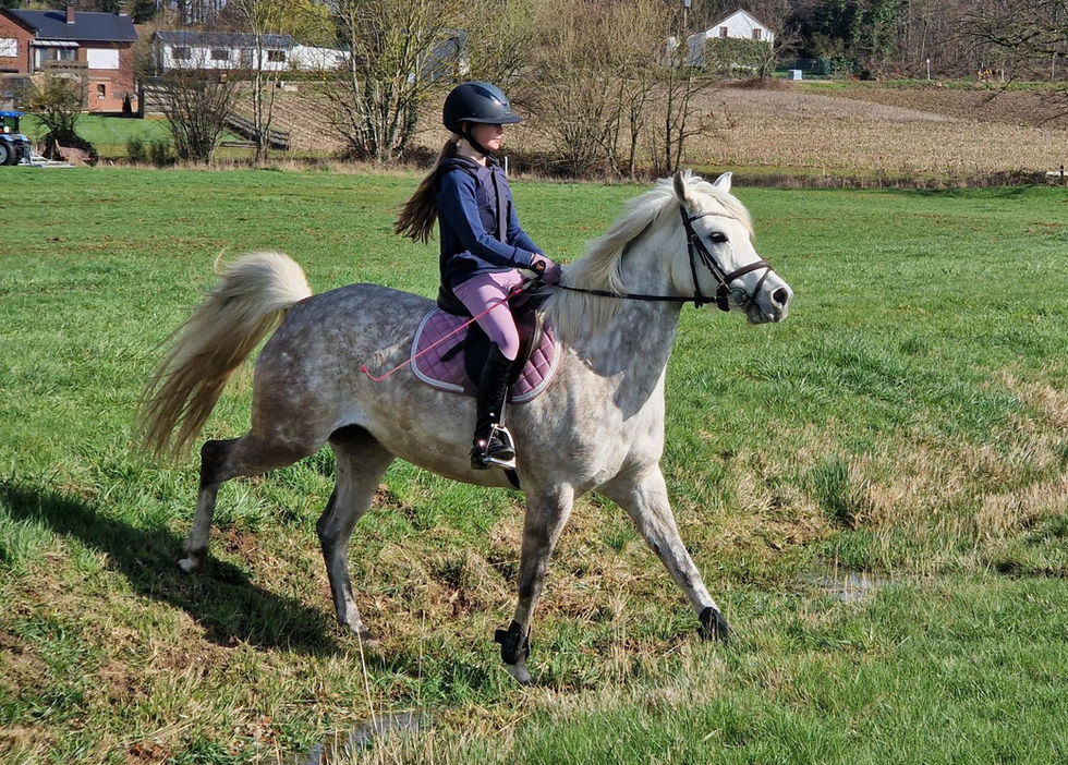 straight Egyptian Arabian mare