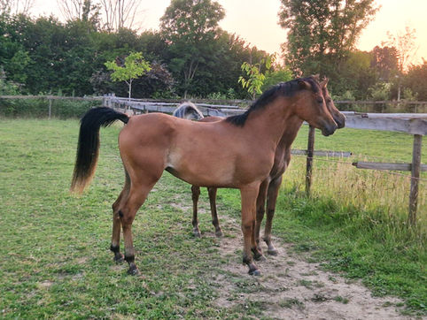 straight Egyptian Arabian mare