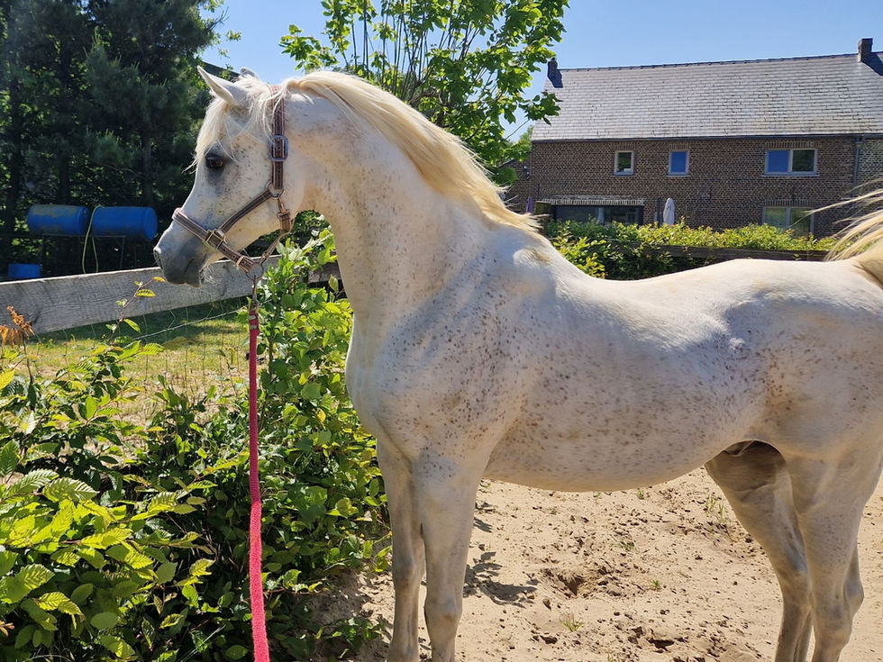 straight Egyptian stallion at stud