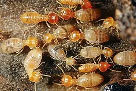 Termites