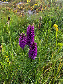 IMG_5941.jpg
