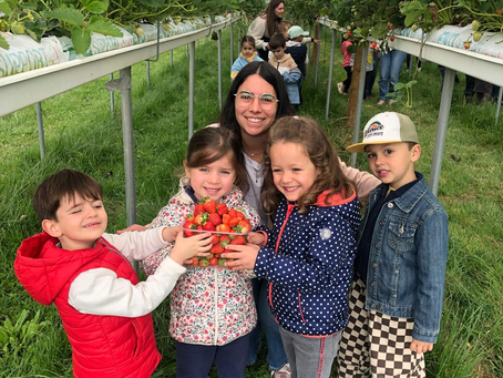 MS : Cueillette et dégustation de fraises aux Vergets de Montdragon.