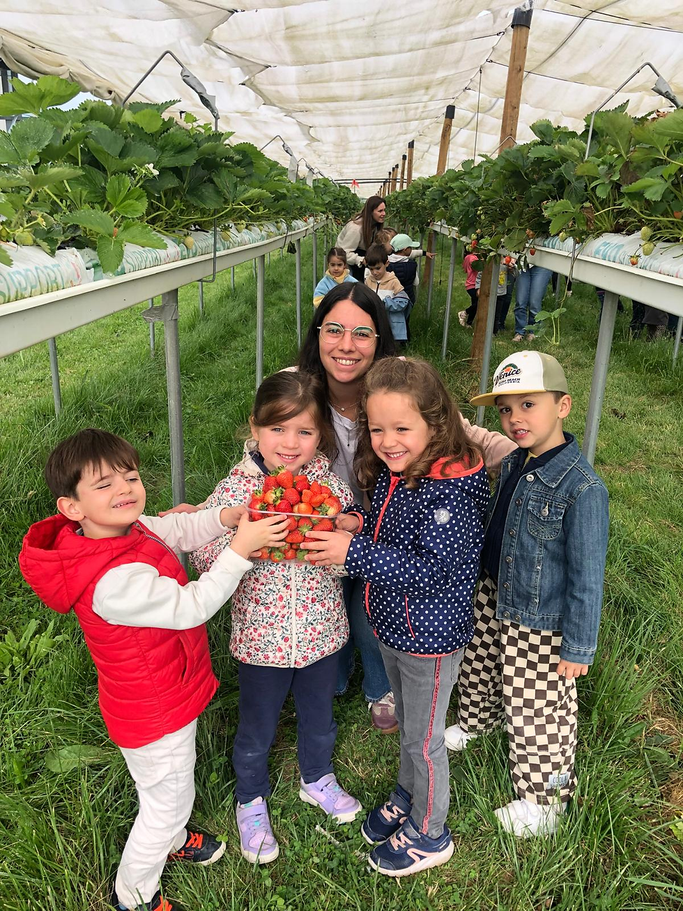 MS : Cueillette et dégustation de fraises aux Vergets de Montdragon.