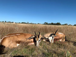 Management Springbuck (2)