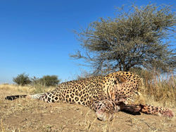 Predator Leopard