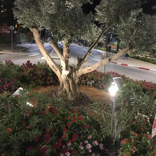 מועצה אזורית תמר