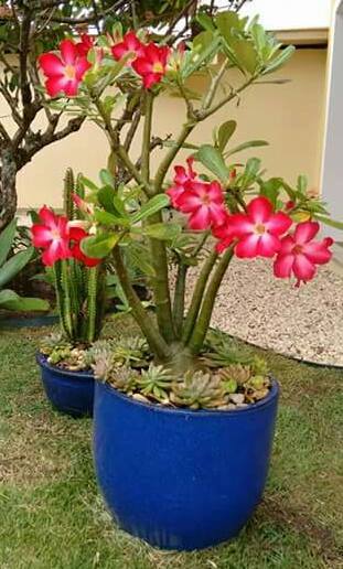 Uma Noite Abençoada p todos!!#flores#perfeição#minhaspreferidas#