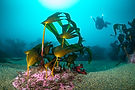 North Sea Nature Untamed - 1637 - ©Dutch Maritime Productions - Joost van Uffelen.jpg