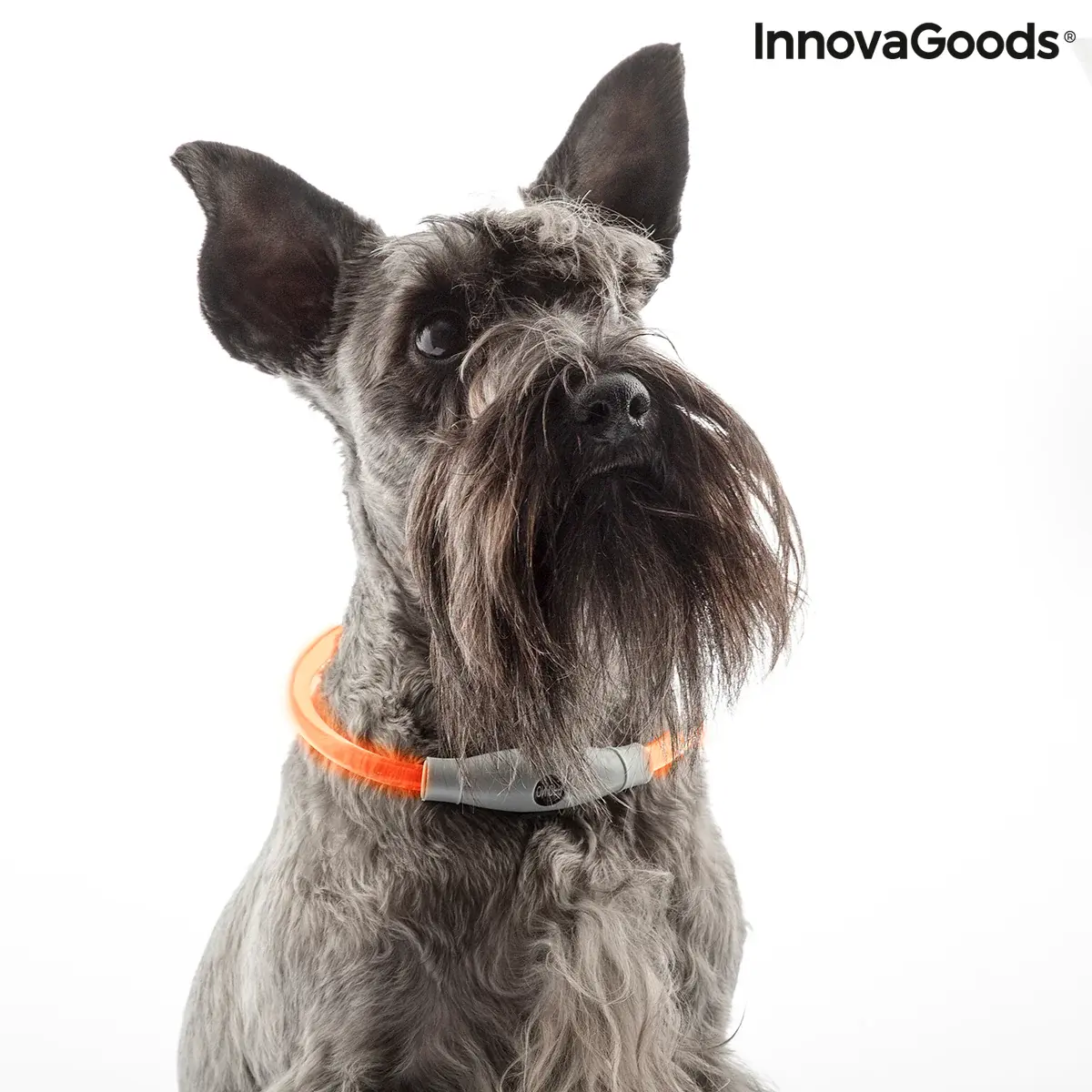 LED Collar for Pets Petlux InnovaGoods (V0103458)