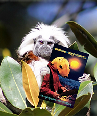 imptrans promo2024_edited.png