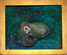 Cuttlefish
