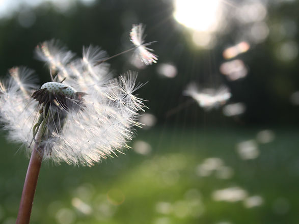 Bloom
