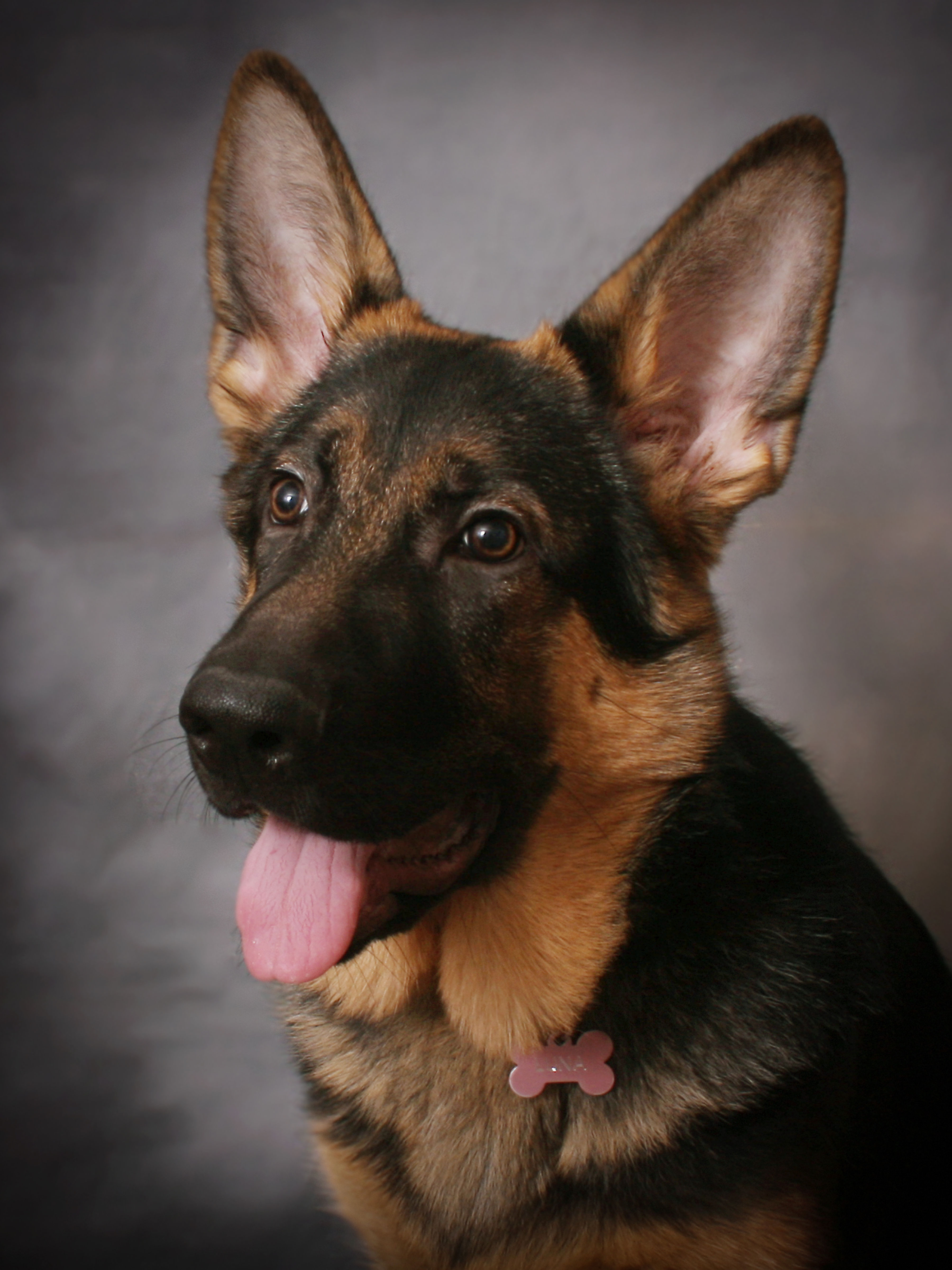 Experience Store Voucher: Pet Photography Photoshoot & Package