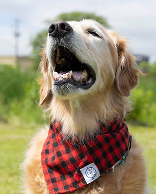 Young_Gabrielle_Dog-05.JPG