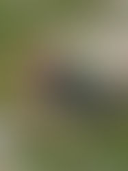 Reliable Tree Service: Ensuring the Health and Safety of Your Trees