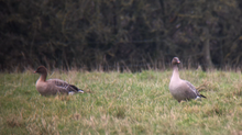 New bird species for the farm