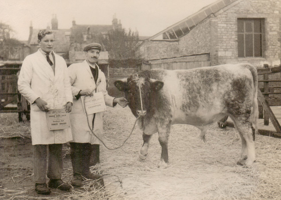 George Rumming with a shorthorn