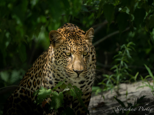 Botswana 2023 Trip Report