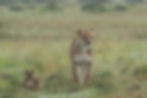 Mom kept trying tot ditch the two cubs to go hunting