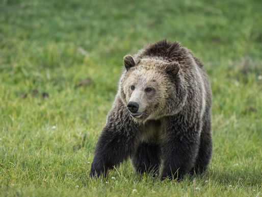 Yellowstone 2026 Trip Report