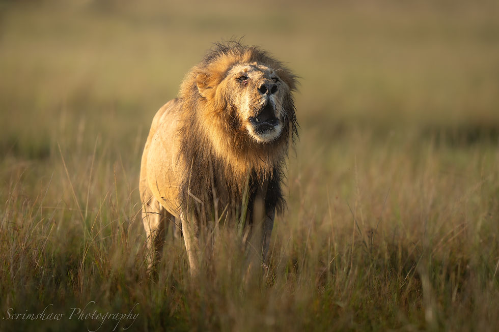 There's nothing like the roar of a male lion to make you feel the heart of Africa