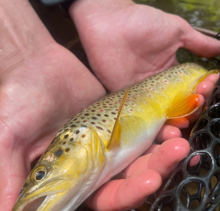 Gunpowder River Report: 5/20/25