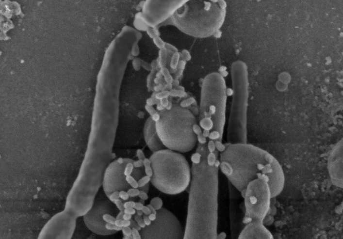 biofilm.png