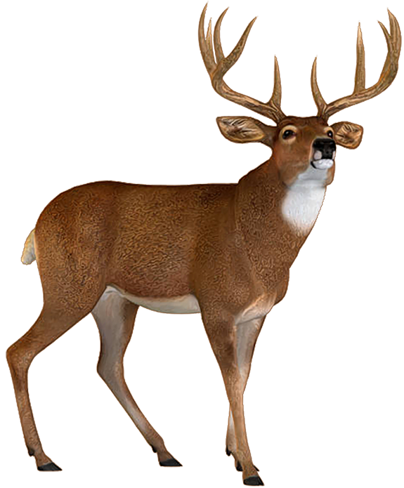 Deer1.png