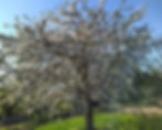 IMG_20200419_164346.jpg