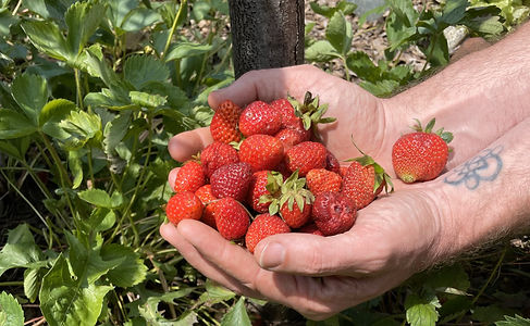 Closeup of two hands cupping homegrown strawberries in the sun.