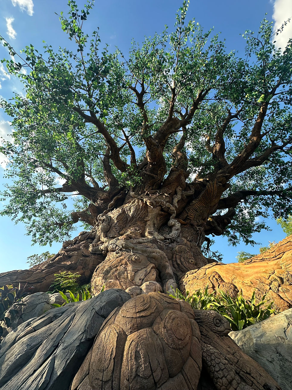 Tree of Life at Animal Kingdom