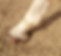 horse bedding(2).jpg