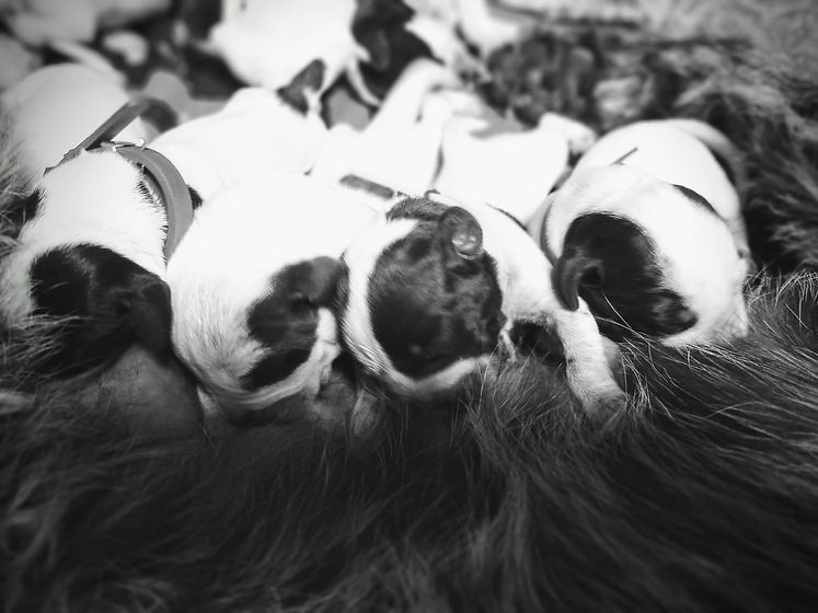 black and white pup photo.jpg