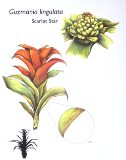 Scarlet Star- Colored Pencil
