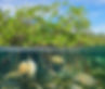 Mangrove above and below water surface, half and half, with fish and a jellyfish underwate