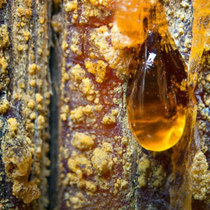 יצירת שמן מרפא עוצמתי משרף עץ אורן