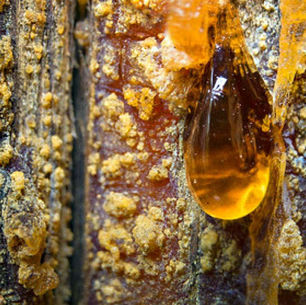 יצירת שמן מרפא עוצמתי משרף עץ אורן