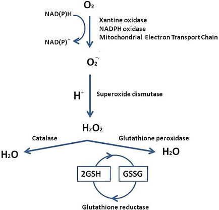 Reactive-oxygen-species-generation-and-t