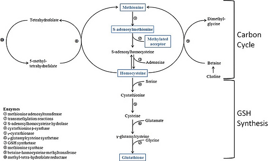 Connection-between-the-one-carbon-cycle-