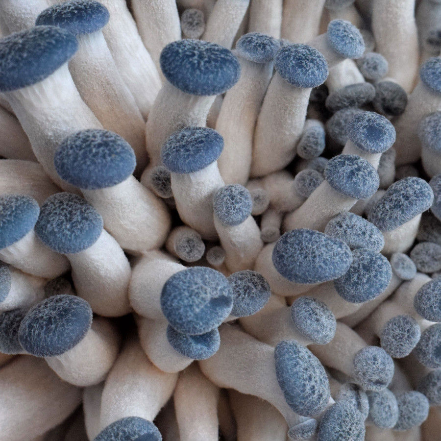 Pleurotus columbinus brotando